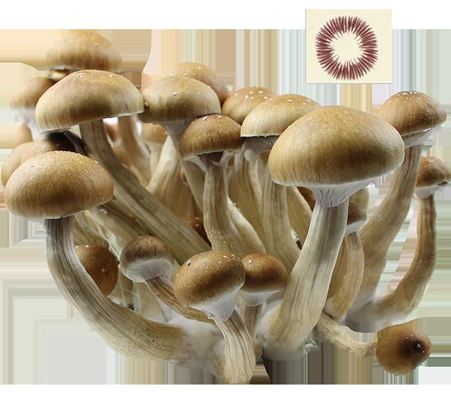 Psilocybe Cubensis PES Amazonian Sporen Drucken